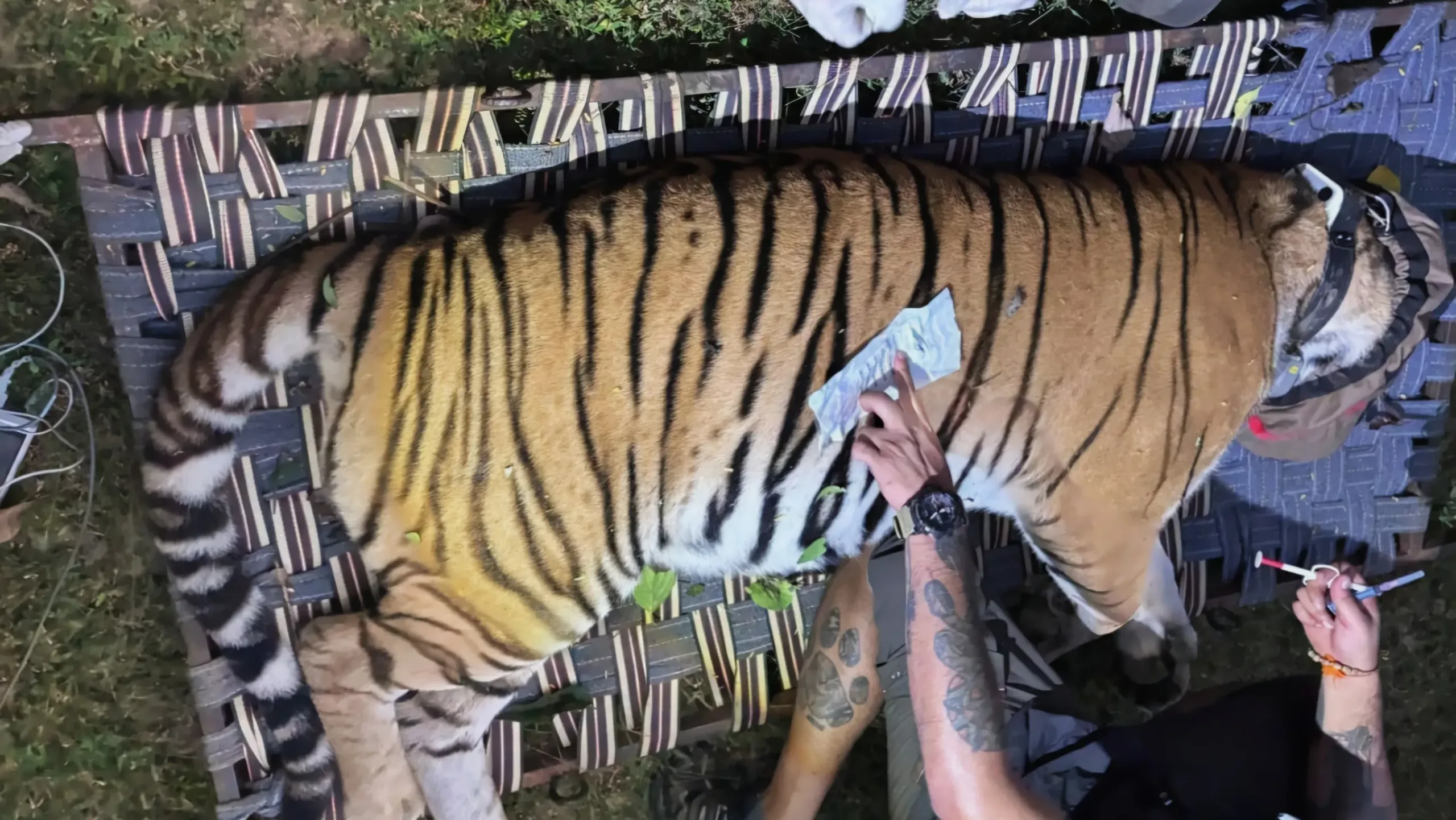The rescued tiger being brought from Bihar to Buxa Tiger Reserve