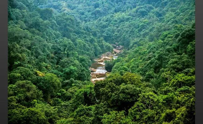 Madhya Pradesh has put on hold a forest department directive concerning community forest resource claims after objections were raised over its compatibility with the Forest Rights Act, 2006. (ANI)